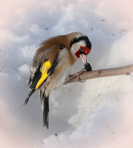 Щегол (  лат .Carduelis )