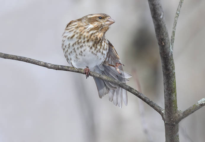 Purple Finch (female)