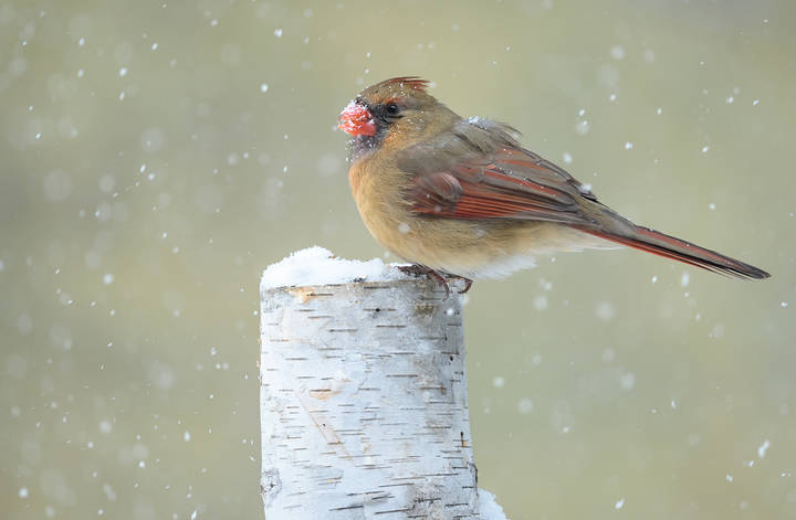 Northern cardinal (female)