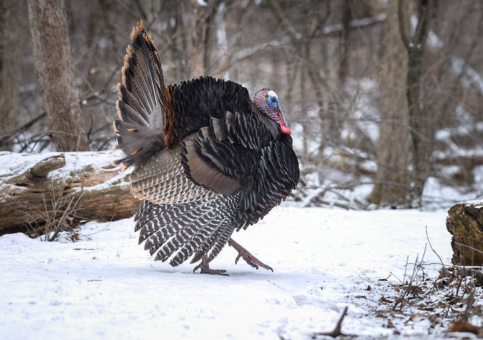 Eastern Wild Turkey (male)