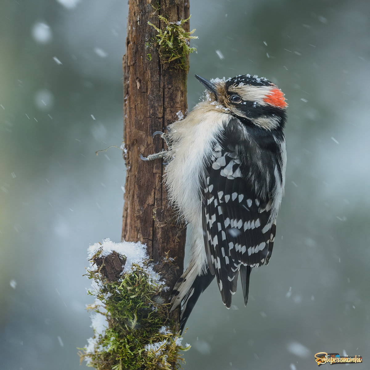 Downy woodpecker (male ) 