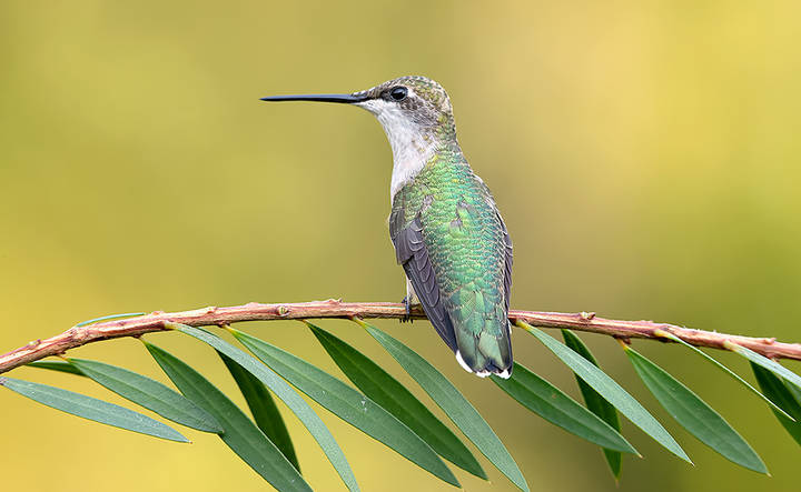 Самка. Рубиновогорлый колибри. Female Ruby-throated Hummingbird