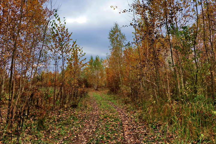  По дороге с осенью.