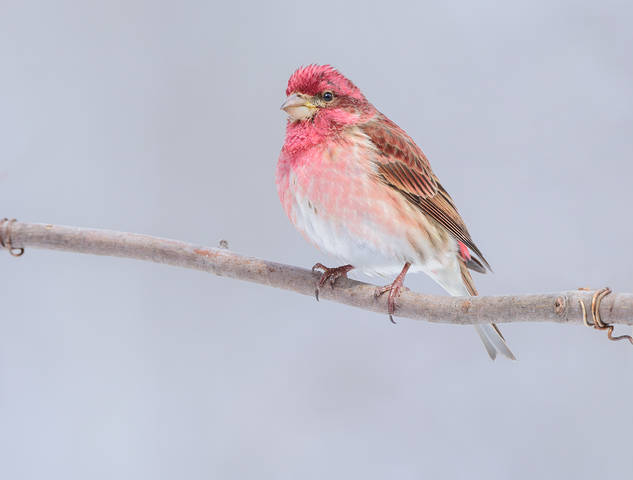 Purple finch (male)