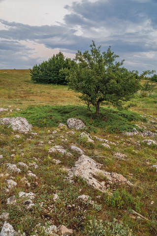 На Чатыр-Даге