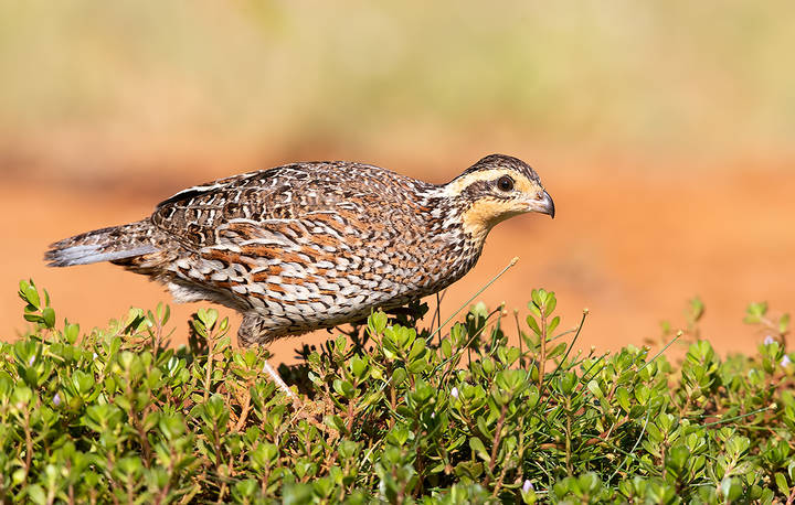 Northern bobwhite female -Виргинская американская куропатка 
