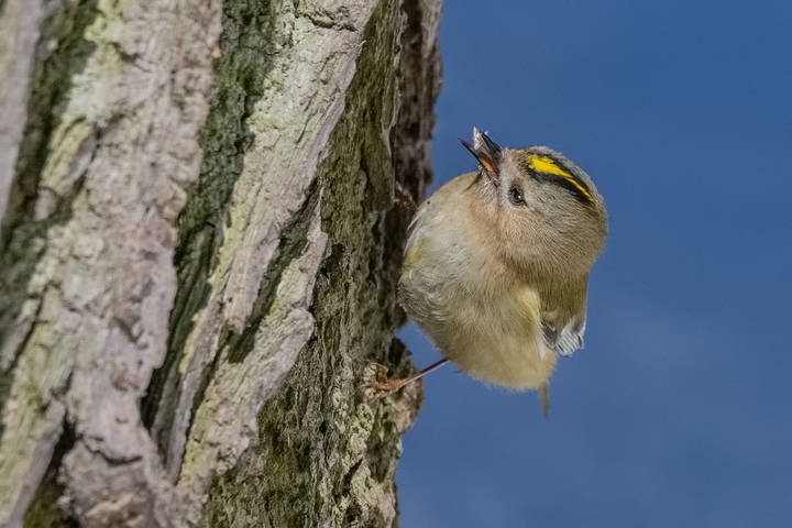 Жёлтоголовый королёк.