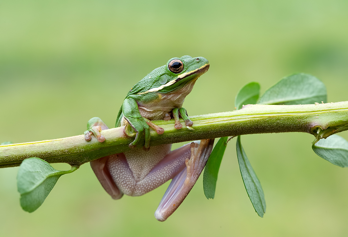 Frog. Зеленая североамериканская квакша