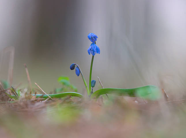 Пролеска