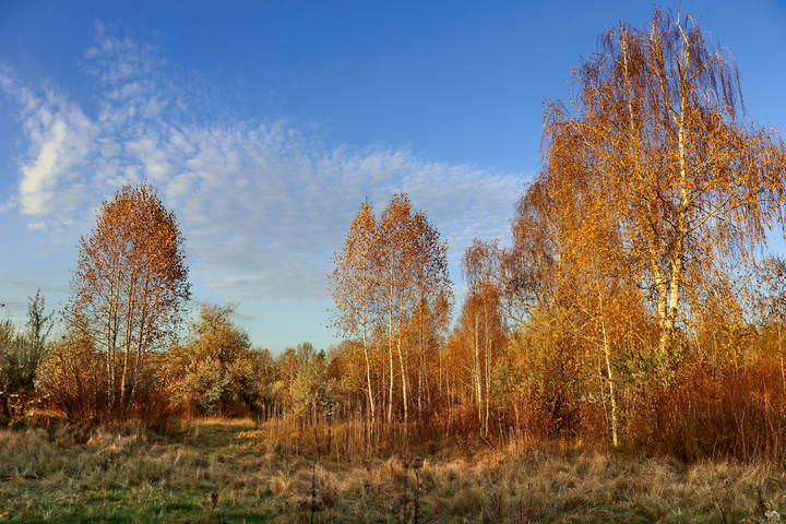 Осень лриблизилась, 