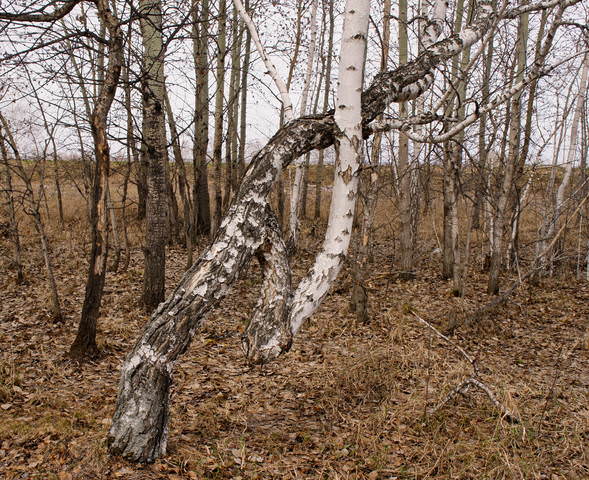 Среди осинок.