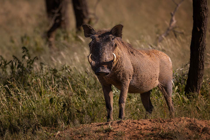Pumbaa 