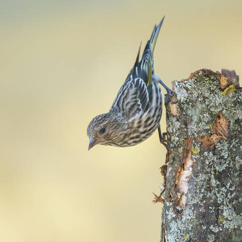Pine siskin