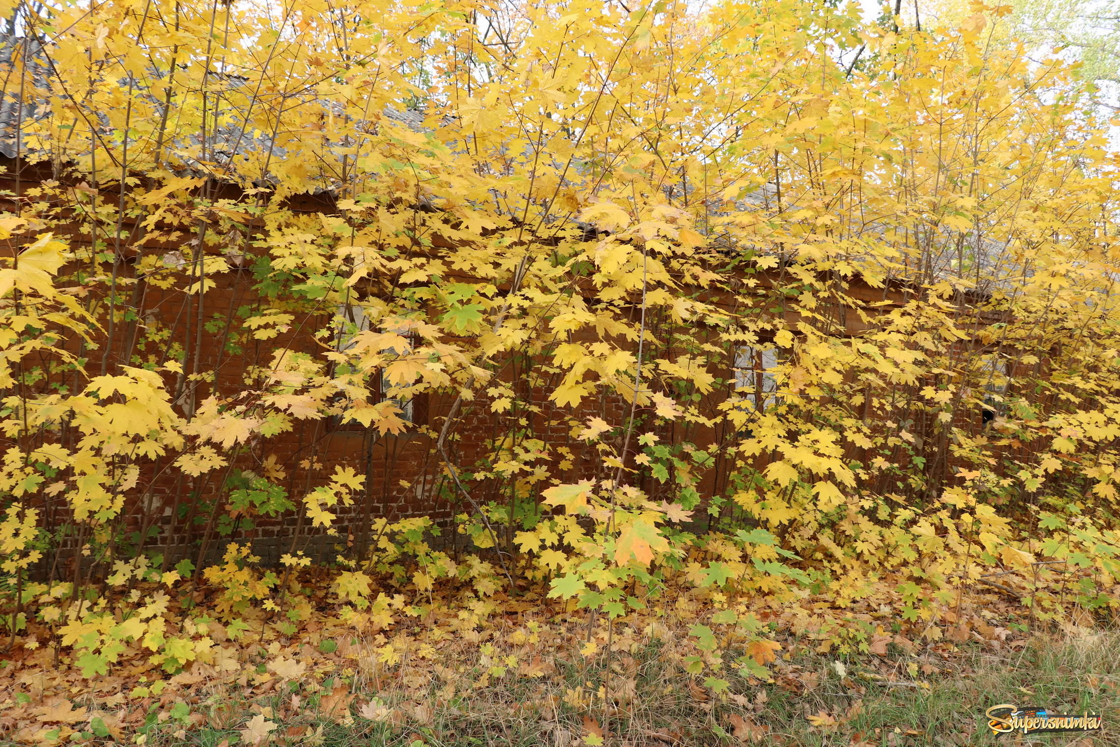 Земля засыпана жёлтою листвой.