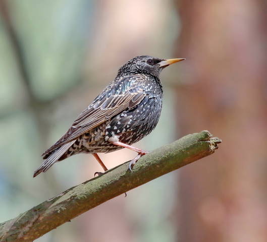 Скворец ( лат .Sturnus )
