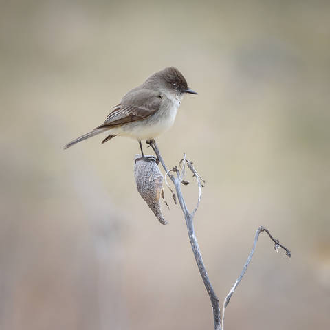 Eastern Phoebe