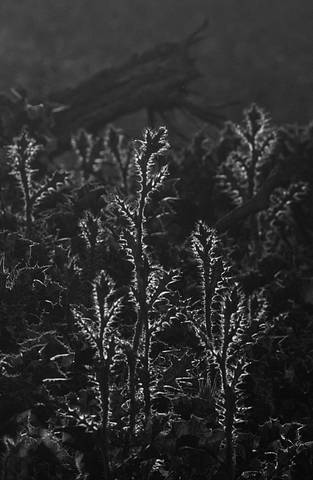 THISTLE  (M1250673)