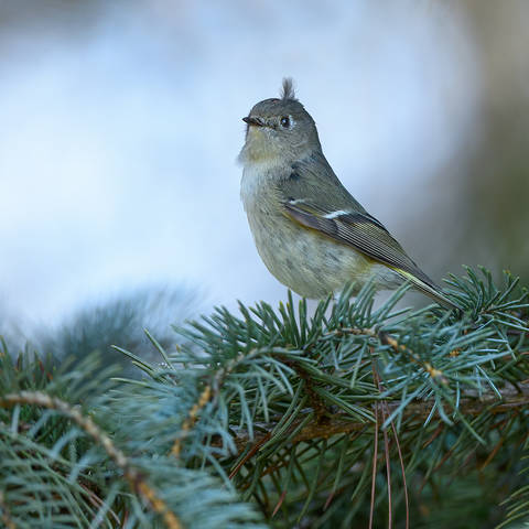 Ruby-crowned Kinglet
