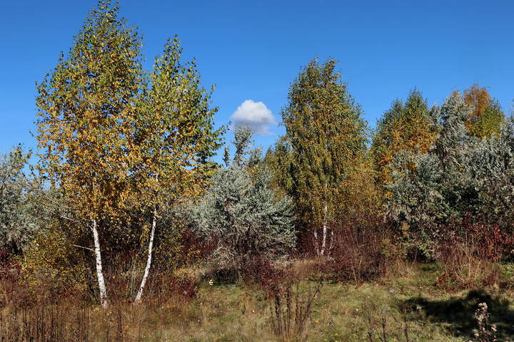  Одинокое облачко.