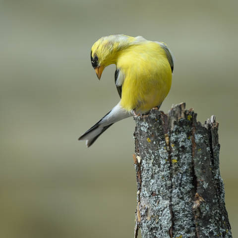 American Goldfinch (male)