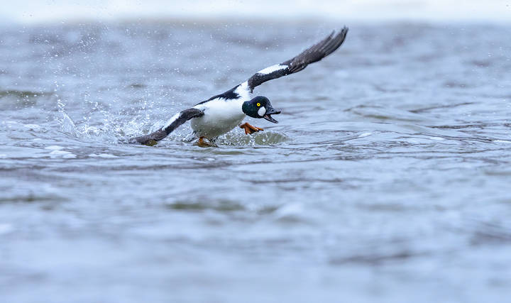 Common Goldeneye (male)