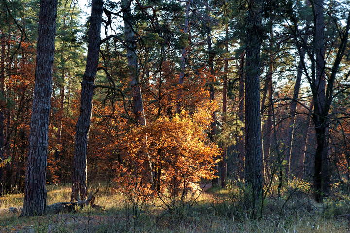  Лес осенью.