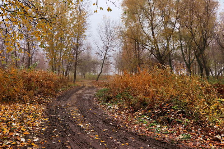  Осенняя дорога.