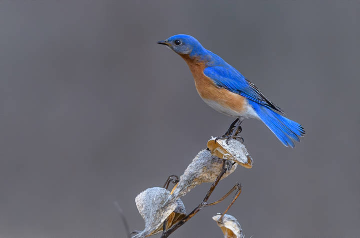 Eastern Bluebird (male)