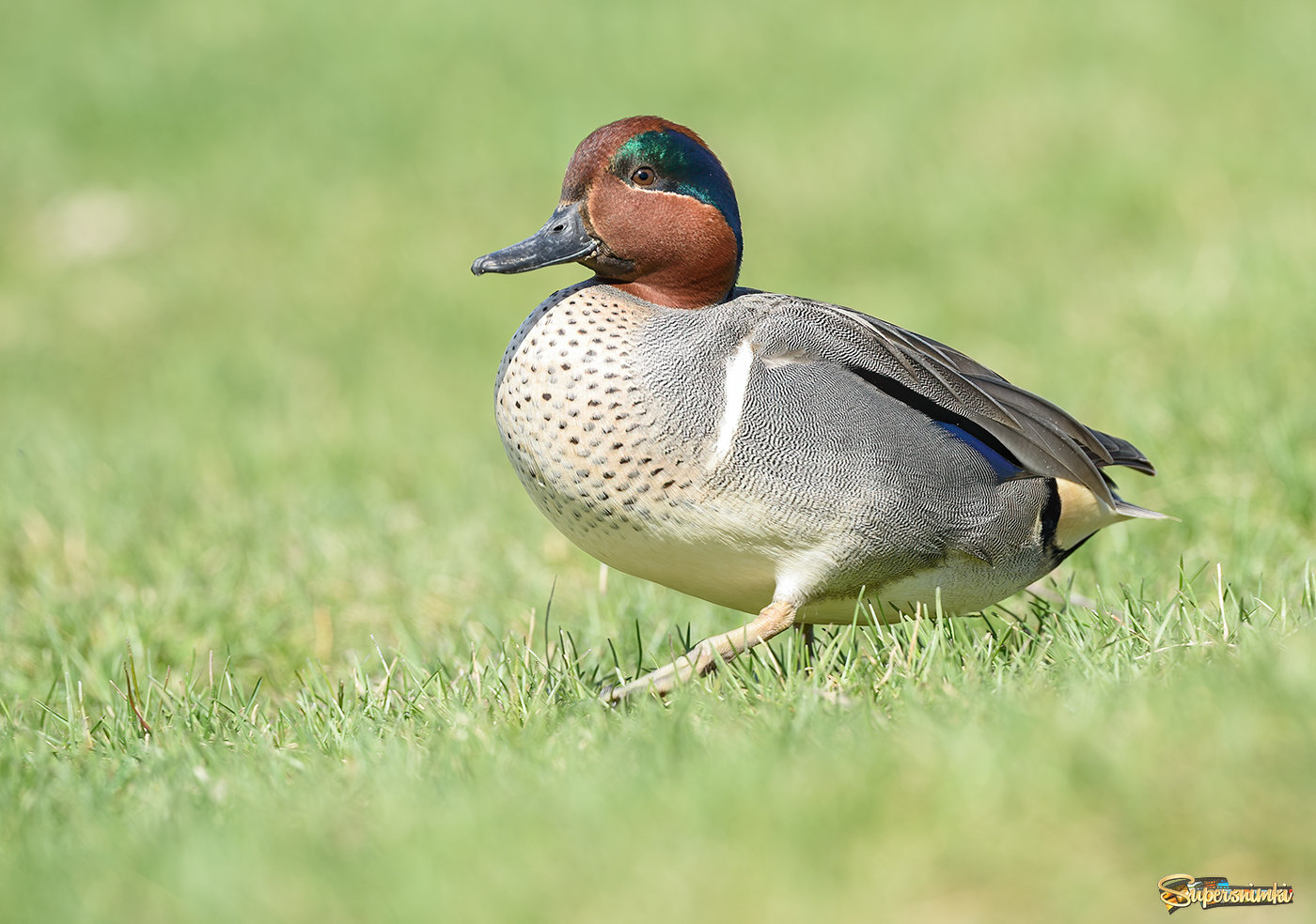Green-winged Teal (Male)