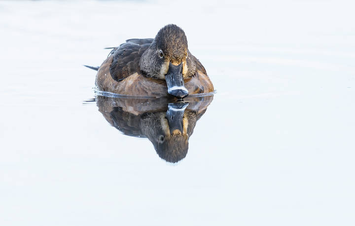 Ring-necked Duck (female)
