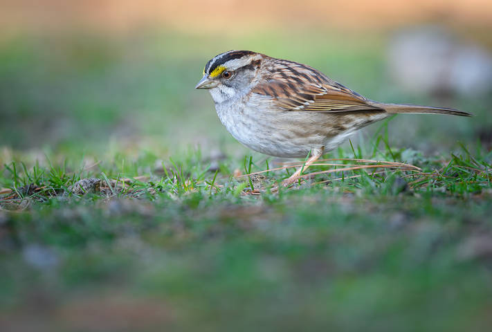White-throated sparrow