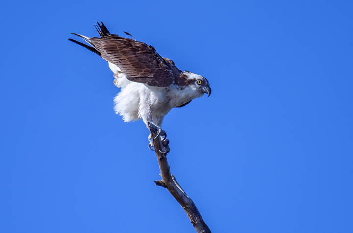 Osprey
