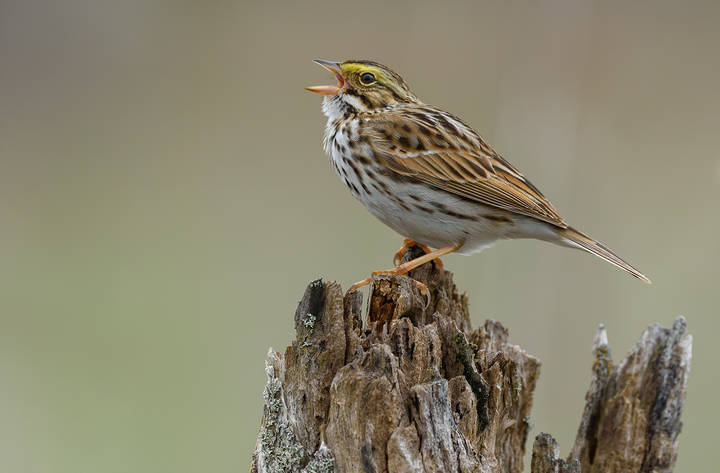 Savannah Sparrow