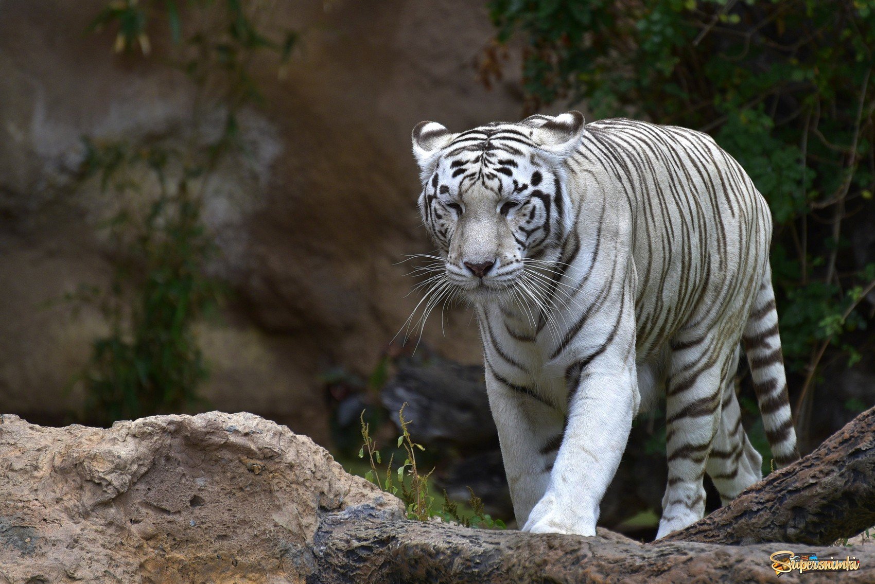 Белый тигр..