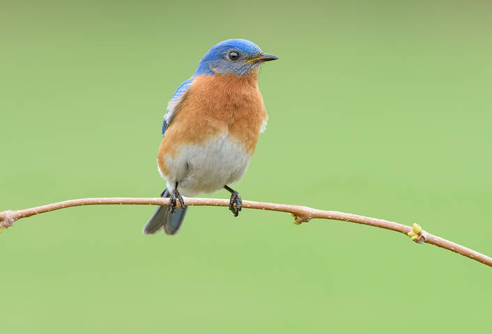 Eastern Bluebird (male)