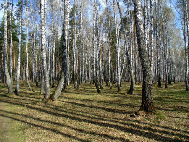 Май в берёзовой роще .