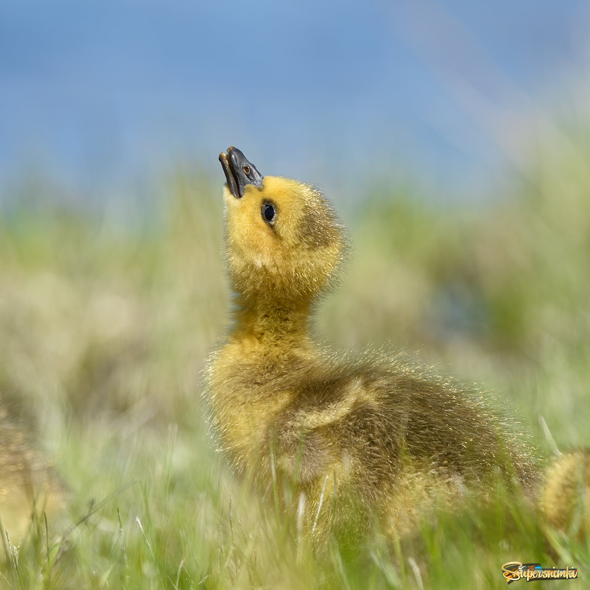 Canadian goose duckling