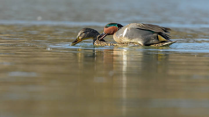 Female Mallard and Male Green-winged Teal