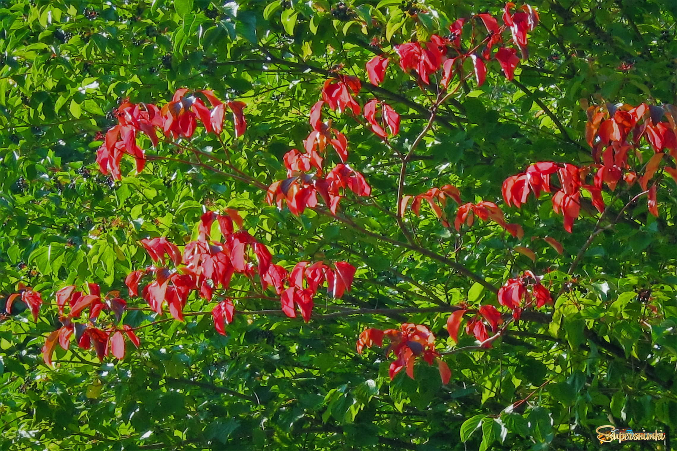 Красные листья.