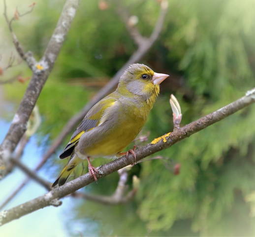 Зеленушка ( лат.Chloris chloris )