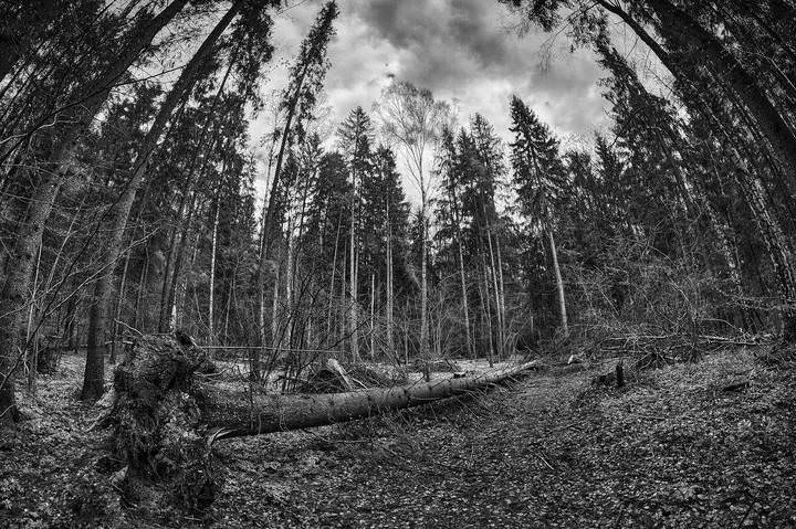 Forest