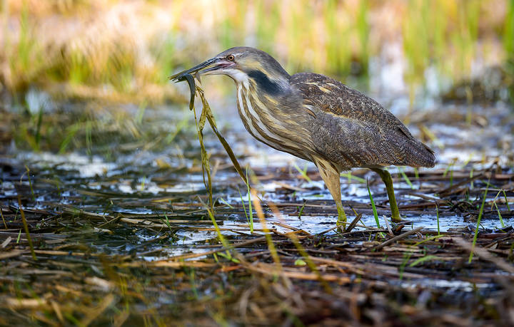 American Bittern