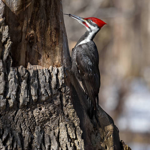 Pileated Woodpecker