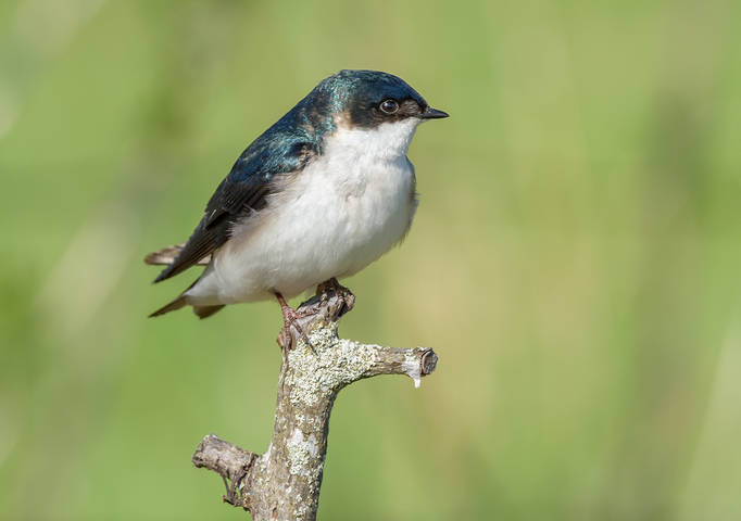 Tree Swallow