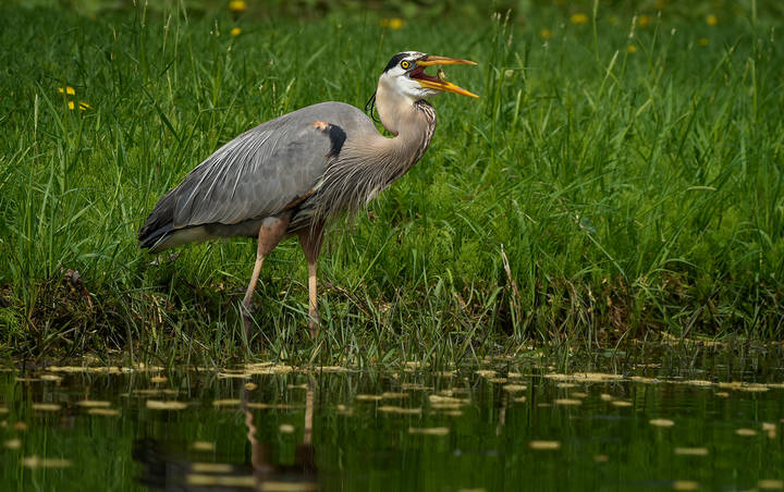 Great blue heron