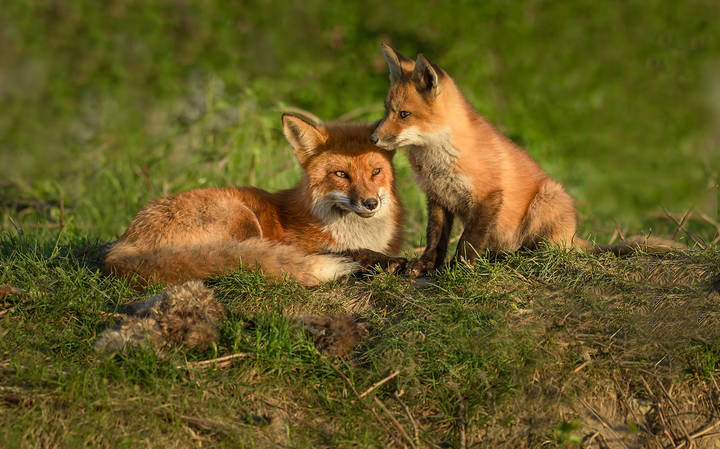 Red fox