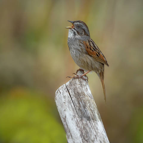Swamp Sparrow
