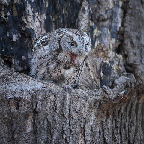 Eastern Screech-Owl