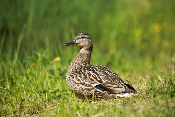 ***