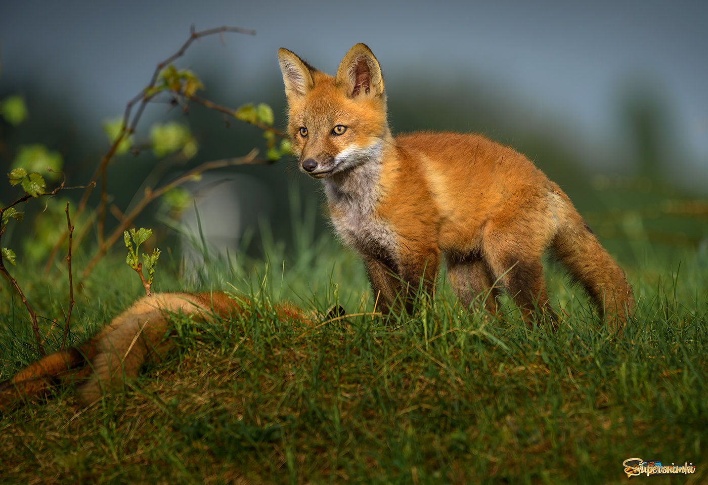 Red Fox ( juvenile) 